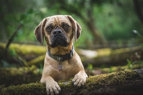 puggles  perfect pets essentials  tips