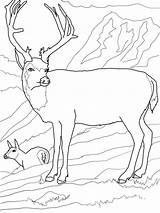 Deer Cervo Mule Cervi Mulo Buck Deers Supercoloring Printmania sketch template