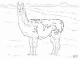 Coloring Llama Pages Realistic Drawing Printable sketch template