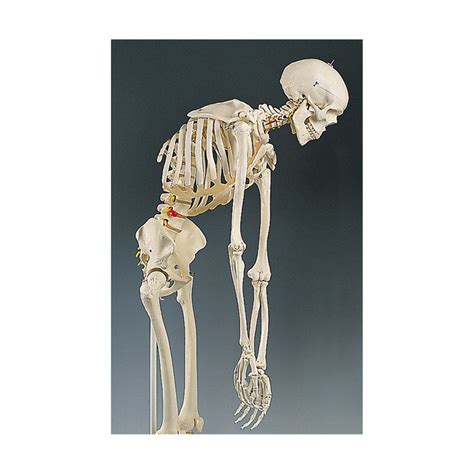 human skeleton with flexible spine model health edco