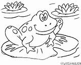 Pad Coloring Lily Frog Getdrawings sketch template