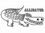 Coloring Alligator Printable Pages Kids Line Print Gator Wally Search Getdrawings Drawing Again Bar Case Looking Don Use Find Everfreecoloring sketch template
