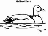 Duck Mallard Coloring Pages Template sketch template