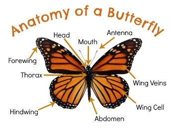anatomy   butterfly  hatching curiosity teachers pay teachers