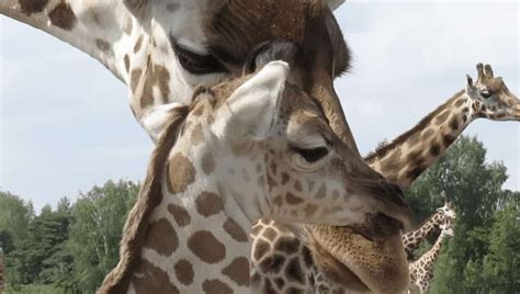 giraffe geboren  beekse bergen brabant  business