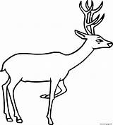 Deer Simple Tailed sketch template