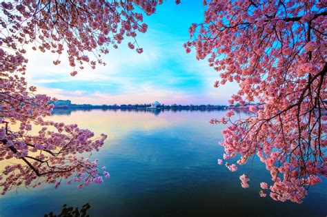 pink tree  lake wallpapers wallpaper cave