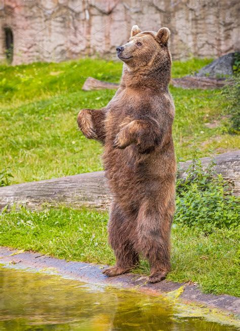 brown bear standing   hind legs animal stock  creative