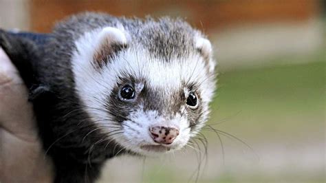 babys nose chewed   pet ferret attack  news sky news