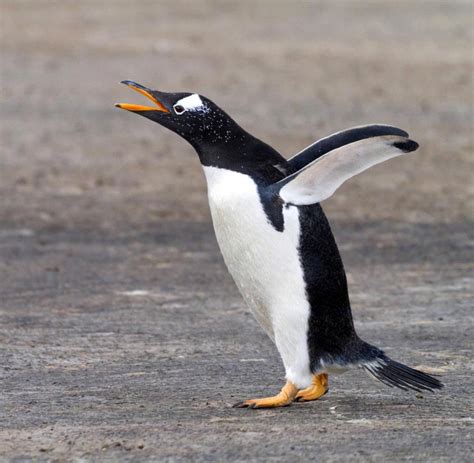 national geographic blutiges beziehungsdrama unter pinguinen welt