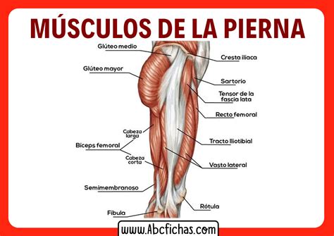 Anatomia De Los Musculos De Las Piernas Abc Fichas My Xxx Hot Girl