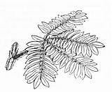 Mimosa Drawing Sensitiva Getdrawings sketch template