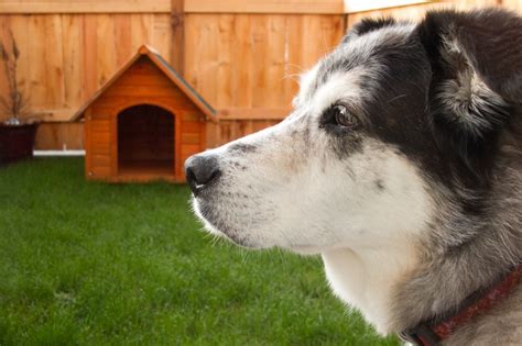 create  pet friendly home zillow blog