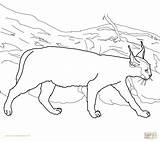 Caracal Coloring Lynx Pages Cat Clipart Printable Drawing Coloringhome Color Caracals Getcolorings Colorings Getdrawings Popular Webstockreview Choose Board Cute Source sketch template