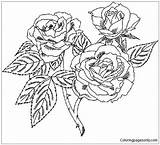 Rose Cherokee Pages Beautiful Coloring Drawing Color Getdrawings sketch template