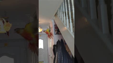 parrot  flying youtube