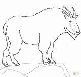 Goat Coloring Pages Getdrawings sketch template