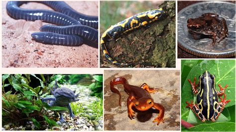 lusodinos dinossauros de portugal introduction  modern amphibians