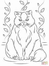Cat Himalayan Coloring Pages Printable Color Drawings Drawing Dot Colorings Designlooter sketch template