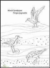 Sandpiper Coloring Pages Beach 06kb 479px Education sketch template