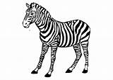 Zebra sketch template