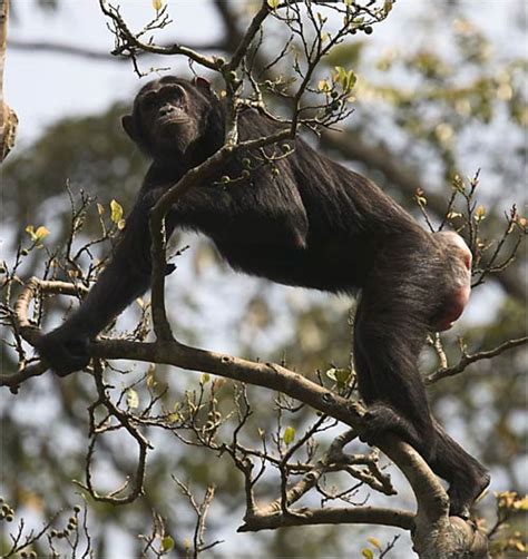 Chimp’s Sex Calls May Reflect Calculation The New York Times