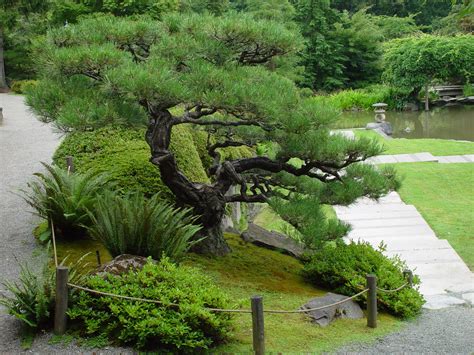pine trees part  beloved conifers seattle japanese garden