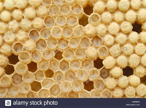 honey bee apis mellifera drone larvae  brood cells shortly honey bee bee larvae