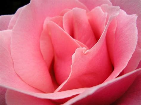 rose couleur vikidia lencyclopedie des   ans