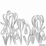 Crocus Coloring Color Getcolorings Pages Vector sketch template