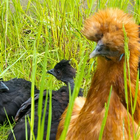 Black Naked Neck Chicks With Gold Silkie Mother At The