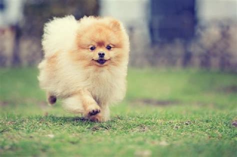 mini cães conheça algumas raças de pequeno porte e sua personalidade