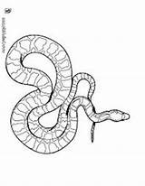 Snake Coloring Anaconda Amazon Larget Kids sketch template