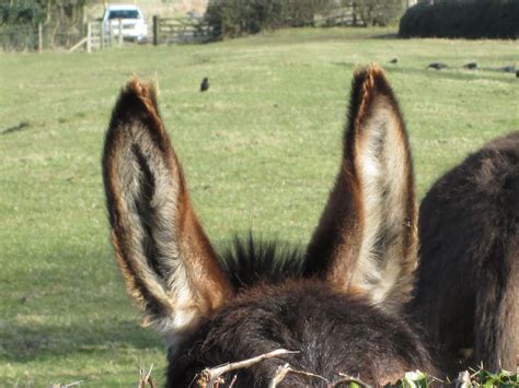 donkeys ears king midas ripon big noses  donkey donkeys