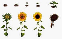 die  besten bilder von sonnenblume sonnenblumen