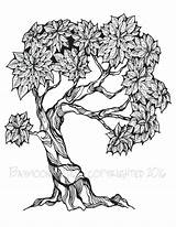 Bonsai Tree Coloring Drawing Trees Pages Printable Adult Getdrawings Etsy sketch template