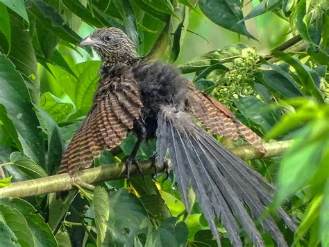 philippine coucal ebird