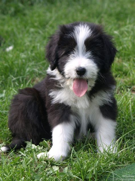 cute bearded collie puppy desicommentscom
