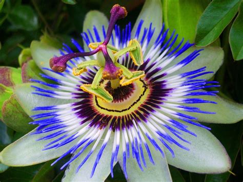 high resolution picture of passion flower in close up hd wallpapers