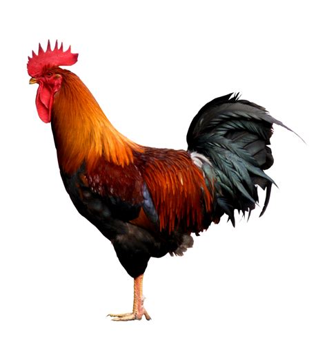free cock picture format free porn
