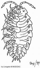 Crustaceans Crustacean Isopods Predators Nasty Parasites Fish Info Re sketch template