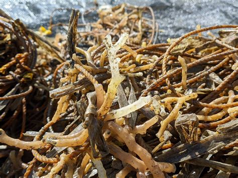 disease afflicted ph seaweed farms  hope    scientists seafdecaqd