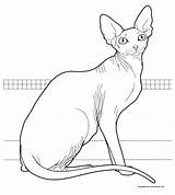 Sphynx Cat Coloring Gif 1575 55kb sketch template