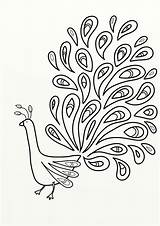 Peacock Coloring Pages Print Library Clipart Easy sketch template
