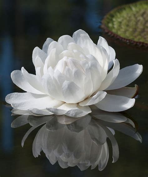 The Extraordinary Giant Water Lily Victoria Amazonica