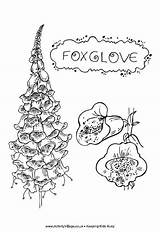 Foxglove Coloring Colouring Pages Flower Flowers Wildflower Colour Visit Pdf Print  Activityvillage sketch template