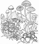 Mushroom Coloring Pages Printable Getcolorings Pa Color sketch template