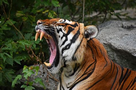 tigers  left   world readers digest