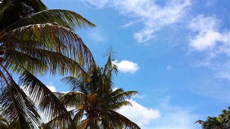 aruba palm trees youtube