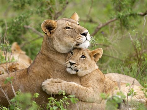 lioness   cub afrik